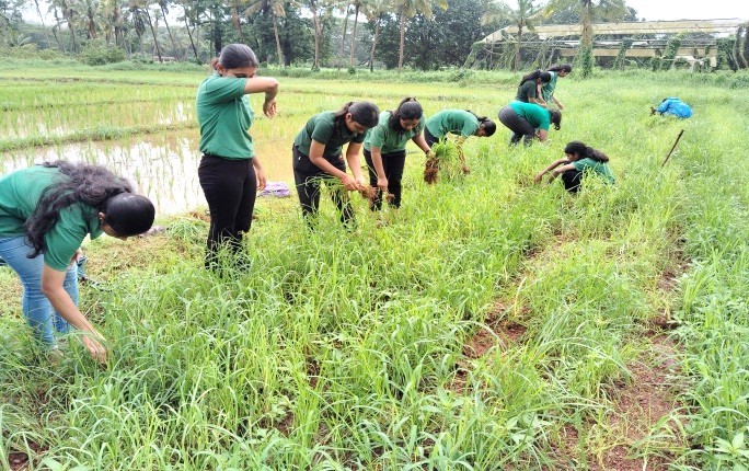 Finger millet Nursery