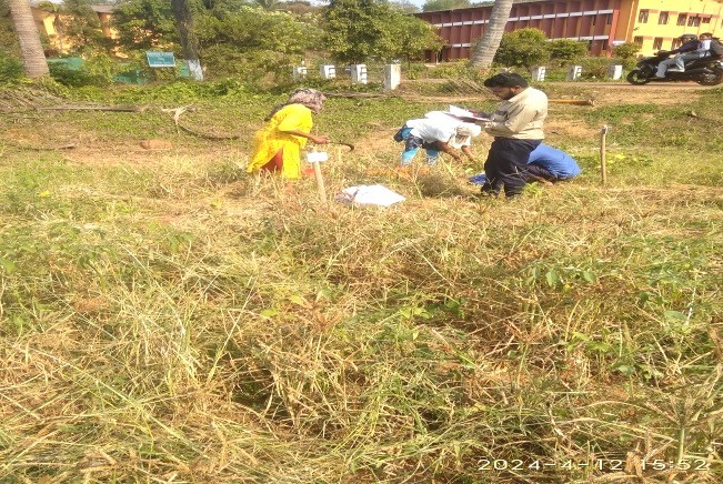 Field view of Finger millet plots