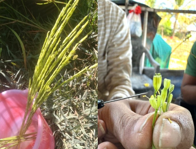 Practical session Hybridization in Paddy