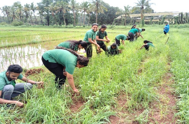 Finger millet Nursery