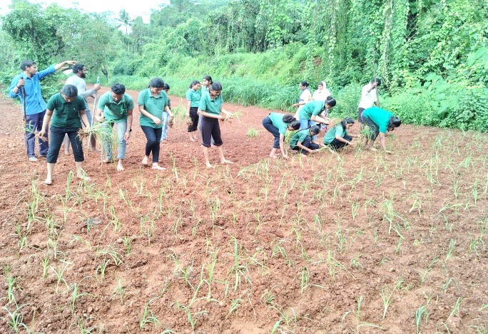 Transplanting of finger millet