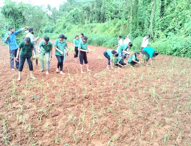 Transplanting of finger millet