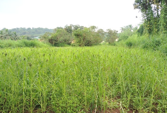 Finger millet plots
