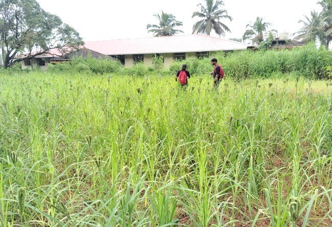 Field view of Finger millet plots