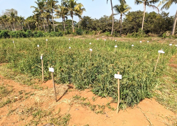Finger millet plots