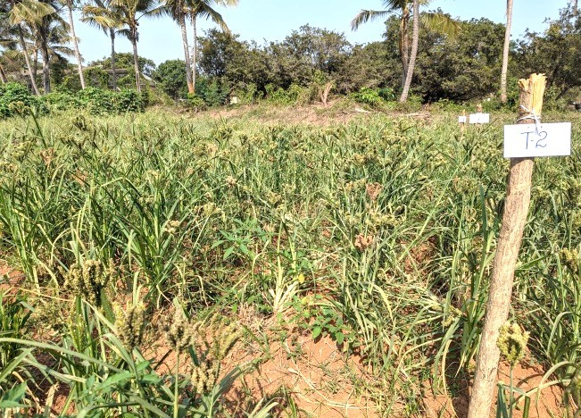 Field view of Finger millet plots