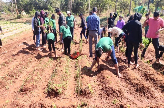 Finger millet plots