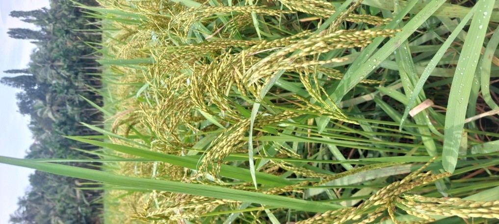 Agrology Image 4