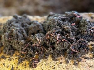 Soil sample 1